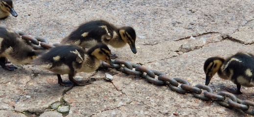 Pamela thread 5 - Bile Duct Cancer, chemo begins