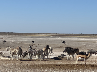 Pamela thread 5 - Bile Duct Cancer, chemo begins