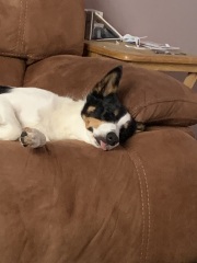 Tell me something lovely about your dog.