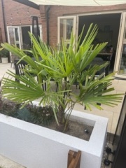 Palms turning brown 
