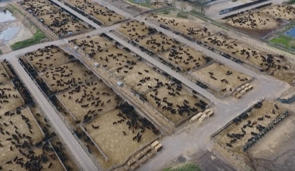 To ask why people are so against giving up meat?