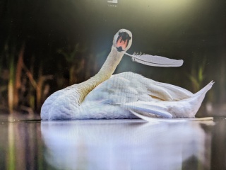 Pamela thread 5 - Bile Duct Cancer, chemo begins