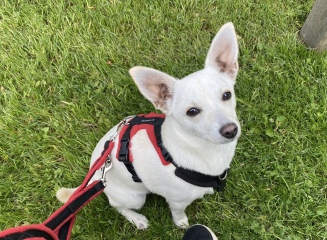 Woman, 68, suffers potentially life-changing injuries in dog attack in Worcester