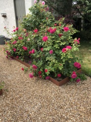 Anyone got a raised veg bed?