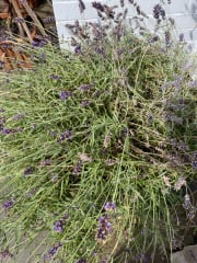 Why is my lavender browning?