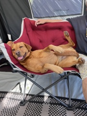 Considering a Labrador pup - new dog owners. What do I need to know?