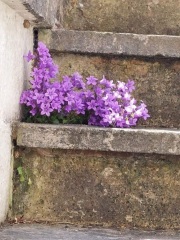 What are these pretty little things?