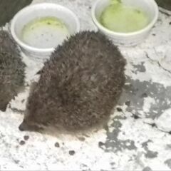 We have a hedgehog!!