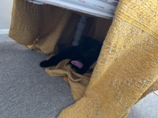 Cat adoption - what if you don't have a spare room?