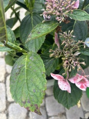 What is wrong with my hydrangea