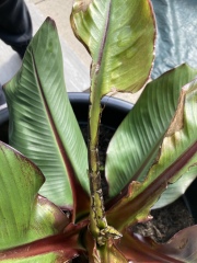 What’s wrong with my Ensete Maurelli Banana Plant? 