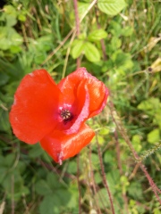 Pamela thread 5 - Bile Duct Cancer, chemo begins