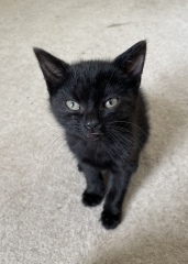 We found a kitten. Tips