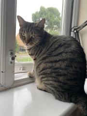 Pamela thread 5 - Bile Duct Cancer, chemo begins