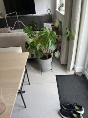 Indoor cheese plant 