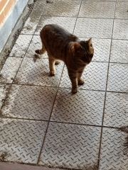 Thug cat part 5 - For he will not do destruction, if he is well-fed, neither will he spit without provocation.
