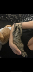 Advice please! Cat close to birth?