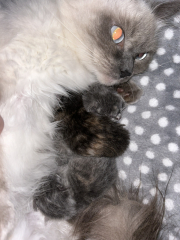 Cat just had kitten help
