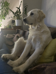 Puppy survival thread part 2