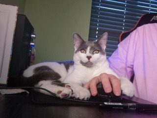 We found a kitten. Tips