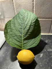 MsLatté’s Daebak Cybercafé (Kdrama addicts #42): Where we weigh up two smokin’ hawt chaebol hotelliers, one tortured by loss and the other crippled by abandonment issues