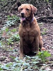 Considering a Labrador pup - new dog owners. What do I need to know?