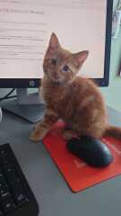 Welcome Sonny - a kitten appreciation thread