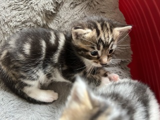 Cat just had kitten help