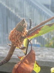 Spice Bush (Lindera Benzoin) - disease