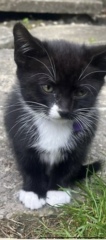 Name for female kitten