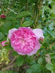 Rose Appreciation Thread