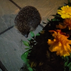 We have a hedgehog!!
