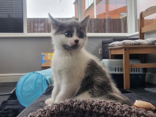 We found a kitten. Tips