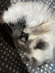 Cat just had kitten help