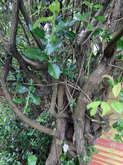 Plant id