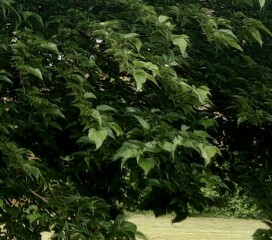 Tree ID
