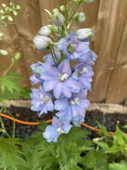 Pamela thread 5 - Bile Duct Cancer, chemo begins