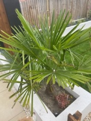 Palms turning brown 