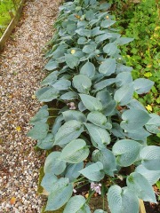 What have you done in the garden today? Part 2