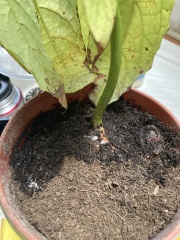 Avocado house  plant mealy bugs ? 
