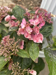 What is wrong with my hydrangea