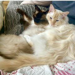 I love my cat too much is this normal 