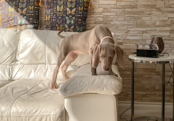 Puppy thread 2021 alumni, where are you now?