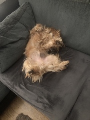 Could anti anxiety medication help our rescue dog?