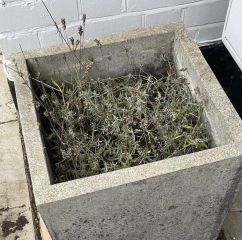 Why is my lavender browning?