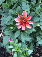 What have you done in the garden today? Part 2