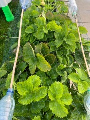 Strawberries not fruiting anymore 