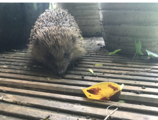 Pamela - Bile Duct Cancer, thread 4, London has given me a chance! 