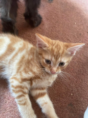A Very Great Quantity Of Excellent Cats