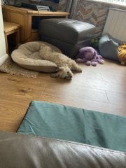 Dog bed for a looong  dog